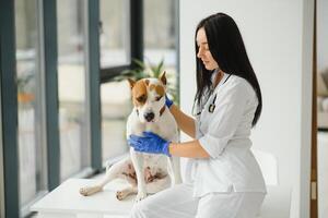 kvinna veterinär på djur- klinik med veterinär, läkning sällskapsdjur. foto