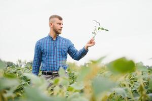 agronom inspekterande soja böna gröda växande i de bruka fält. lantbruk produktion begrepp. ung agronom undersöker sojaböna beskära på fält i sommar. jordbrukare på sojaböna fält foto