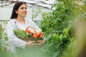 trädgårdsarbete och lantbruk begrepp. ung kvinna bruka arbetstagare med korg plockning färsk mogen organisk grönsaker. växthus producera. vegetabiliska mat produktion. foto