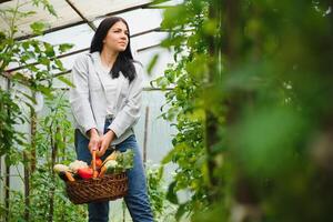 trädgårdsarbete och lantbruk begrepp. ung kvinna bruka arbetstagare med korg plockning färsk mogen organisk grönsaker. växthus producera. vegetabiliska mat produktion. foto