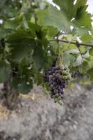 färska druvor i en vingård foto