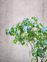 lila buske. lila gren mot de bakgrund av en betong vägg. grön löv och betong foto