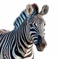 ai genererad Zoo, zebra på vit isolerat bakgrund - ai genererad bild foto