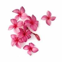 ai genererad rosa frangipani isolerat på vit bakgrund foto