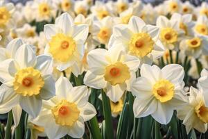 ai genererad vår blommor - narciss närbild. fält. ai-genererad innehåll foto