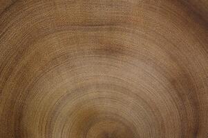 korsa sektion av träd trunk. trä textur av skära träd trunk. foto