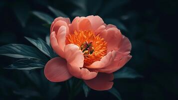 ai genererad vibrerande rosa pion i full blomma upplyst förbi mjuk naturlig ljus foto