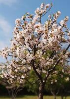 ai genererad friskhet av springtime i natur, körsbär blommar blomma i fruktträdgård genererad förbi ai foto