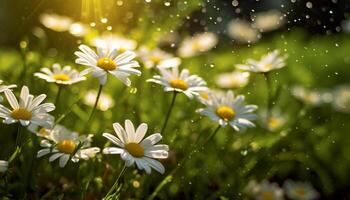 ai genererad friskhet av sommar äng, vibrerande kamomill blommar blomma genererad förbi ai foto