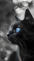 ai genererad gåtfull elegans. en svart katt med genomträngande lila-blå ögon, upplyst i en svart och vit atmosfär, strålande mysterium och nåd. foto