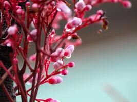 stjärna frukt blommor är fortfarande dagg foto