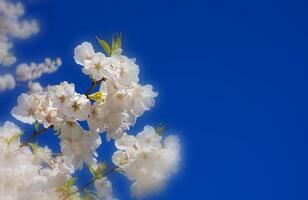 delikat och skön körsbär blomma mot blå himmel bakgrund. sakura blomma. japansk körsbär blomma. foto