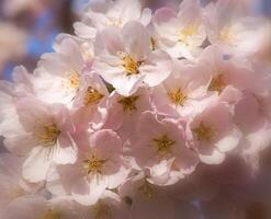 delikat och skön körsbär blomma mot blå himmel bakgrund. sakura blomma. japansk körsbär blomma. foto