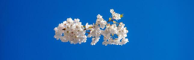 delikat och skön körsbär blomma mot blå himmel bakgrund. sakura blomma. japansk körsbär blomma. foto