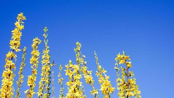 blommande forsythia buske med gul blommor på blå himmel bakgrund. skön gul blommor. foto