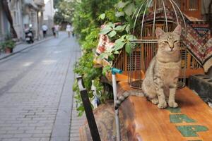 grå Färg katt Sammanträde på en stol på istanbul Kafé gata foto