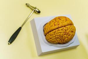 mänsklig hjärna modell på de tabell. hjärna mänsklig anatomi. 3d tolkning. neurokirurgi hummer. foto