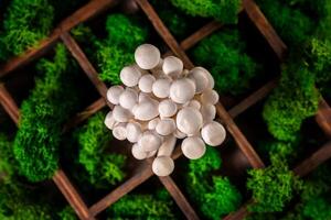 närbild av en knippa av shimeji svamp på trä- bakgrund, med selektiv fokus foto