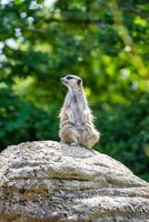 varna meerkat stående på en sten med grön lövverk i de bakgrund på London Zoo. foto