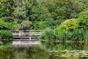 lugn damm med frodig grönska och trä- bro i en lugn naturlig miljö på kew trädgårdar, london. foto
