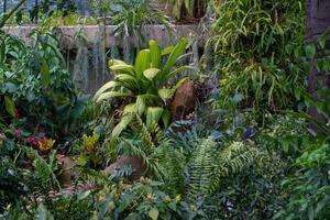 frodig grön tropisk trädgård med olika lövverk och växter, visa upp naturens vibrerande texturer och färger på kew trädgårdar, london. foto