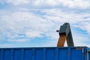 skörd vete maskin på en blå himmel. industriell maskineri jordbruk vete. foto