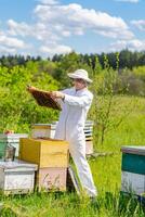 biodlare Arbetar med vaxkaka full av bin, i skyddande enhetlig. man arbetssätt på en små bigård odla, få vaxkaka från de trä- bikupa. biodling. erfarenhet överföra begrepp foto