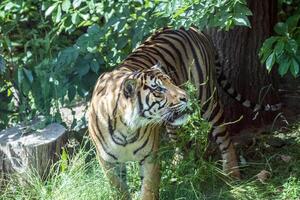 majestätisk bengal tiger gående genom frodig grön lövverk i en naturlig livsmiljö, med en fokuserade blick på London Zoo. foto