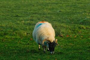 enslig får betning på en frodig grön fält på gyllene timme, med en fredlig landsbygden bakgrund på platan glipa, Northumberland, Storbritannien. foto