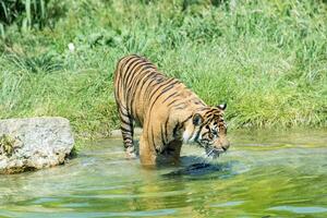 majestätisk bengal tiger plask genom vatten med grön lövverk i de bakgrund på London Zoo. foto