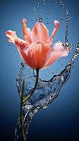 ai genererad en rosa tulpan är stänk vatten i de luft foto