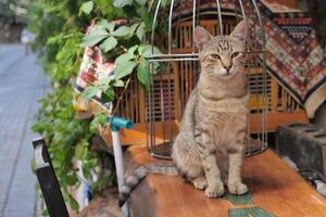 grå Färg katt Sammanträde på en stol på istanbul Kafé gata foto