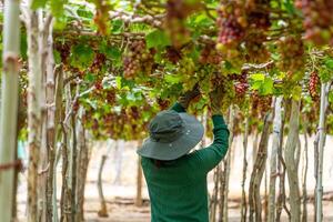 jordbrukare skärande röd vindruvor i vingård i de tidigt morgon, med knubbig vindruvor UPPTAGITS lastad väntar röd vin näringsmässiga dryck i ninh thuan provins, vietnam foto