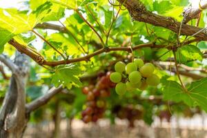 röd och grön vingård i de tidigt solsken med knubbig vindruvor UPPTAGITS lastad väntar röd vin näringsmässiga dryck i ninh thuan provins, vietnam foto