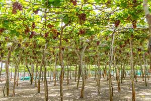 röd och grön vingård i de tidigt solsken med knubbig vindruvor UPPTAGITS lastad väntar röd vin näringsmässiga dryck i ninh thuan provins, vietnam foto