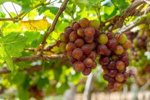 röd och grön vingård i de tidigt solsken med knubbig vindruvor UPPTAGITS lastad väntar röd vin näringsmässiga dryck i ninh thuan provins, vietnam foto