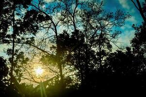 silhuett av de skog i de morgon- med solljus genom de luckor i de träd foto