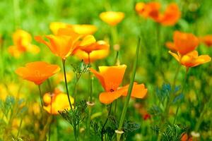 suddig orange gul blommor på en grön sommar äng foto