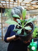 trädgårdsmästare och hans grönkål vegetabiliska i pott kontroll och Lycklig med växter foto