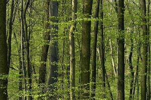 skog vår snår med lövfällande träd med ung blomstrande löv foto