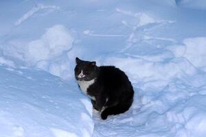 en grå ledsen vild katt sitter i vinter- i en by trädgård bland de snödrivor och utseende, sola i de Sol. horisontell Foto, närbild foto