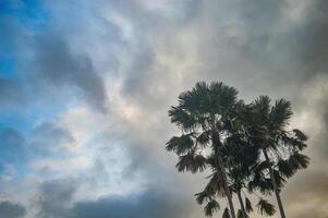 kokos träd eller handflatan träd mot de bakgrund av en molnig himmel på skymning foto