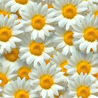 ai genererad en massa av vit gul daisy eller kamomill blommor - för full ram bakgrund och sömlös textur foto