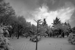 lynnig vinter- bakgrund Foto. snötäckt träd i de skog eller parkera foto