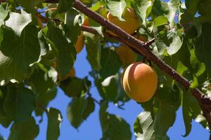malatya aprikoser. organisk aprikoser på de träd. turkiska mat industri begrepp foto