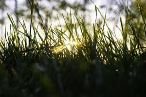 gräs eller gröda silhuett med direkt solljus på solnedgång. natur bakgrund foto