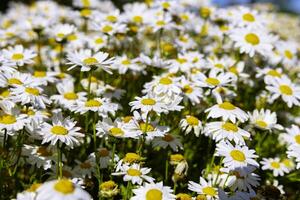 daisy eller chamomiles bakgrund Foto. vår blomma eller blomma foto