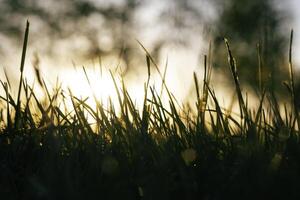 silhuett av gräs eller gröda på solnedgång. defocused gräs från jord nivå foto