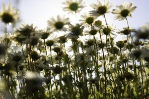 defocused chamomiles eller daisy från Nedan. hög vinkel se av daisy foto