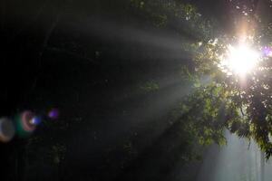 solstrålar genom de löv. natur bakgrund Foto